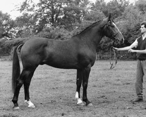 stallion Couperus (Dutch Warmblood, 1984, from Naturel)