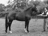 Deckhengst Couperus (Koninklijk Warmbloed Paardenstamboek Nederland (KWPN), 1984, von Naturel)