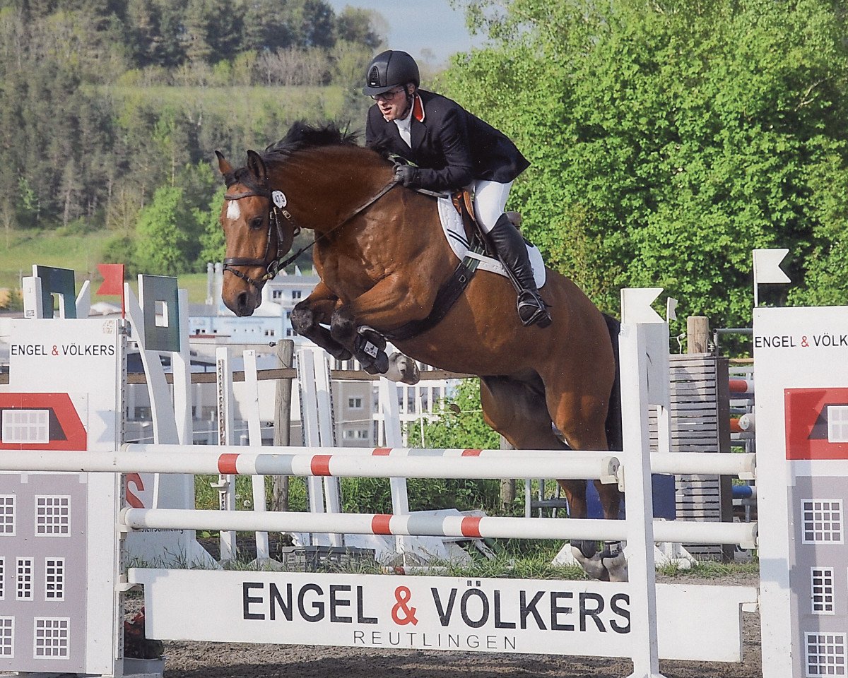 jumper Lausen's Junge (Holsteiner, 2004, from Lasino)