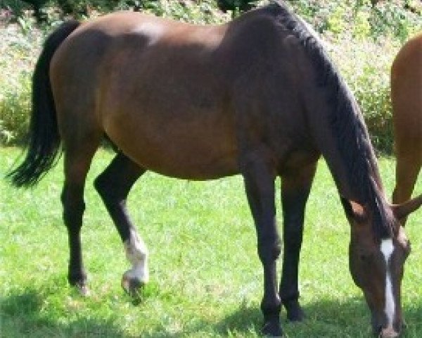 broodmare Gloria (Hanoverian, 1990, from Gloster)