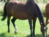 broodmare Gloria (Hanoverian, 1990, from Gloster)