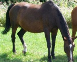 broodmare Gloria (Hanoverian, 1990, from Gloster)