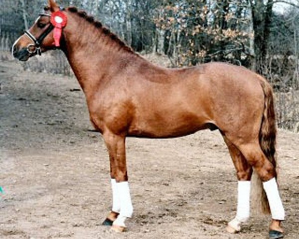 stallion Casio 7 (German Riding Pony, 1999, from Condor II)