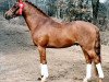 stallion Casio 7 (German Riding Pony, 1999, from Condor II)