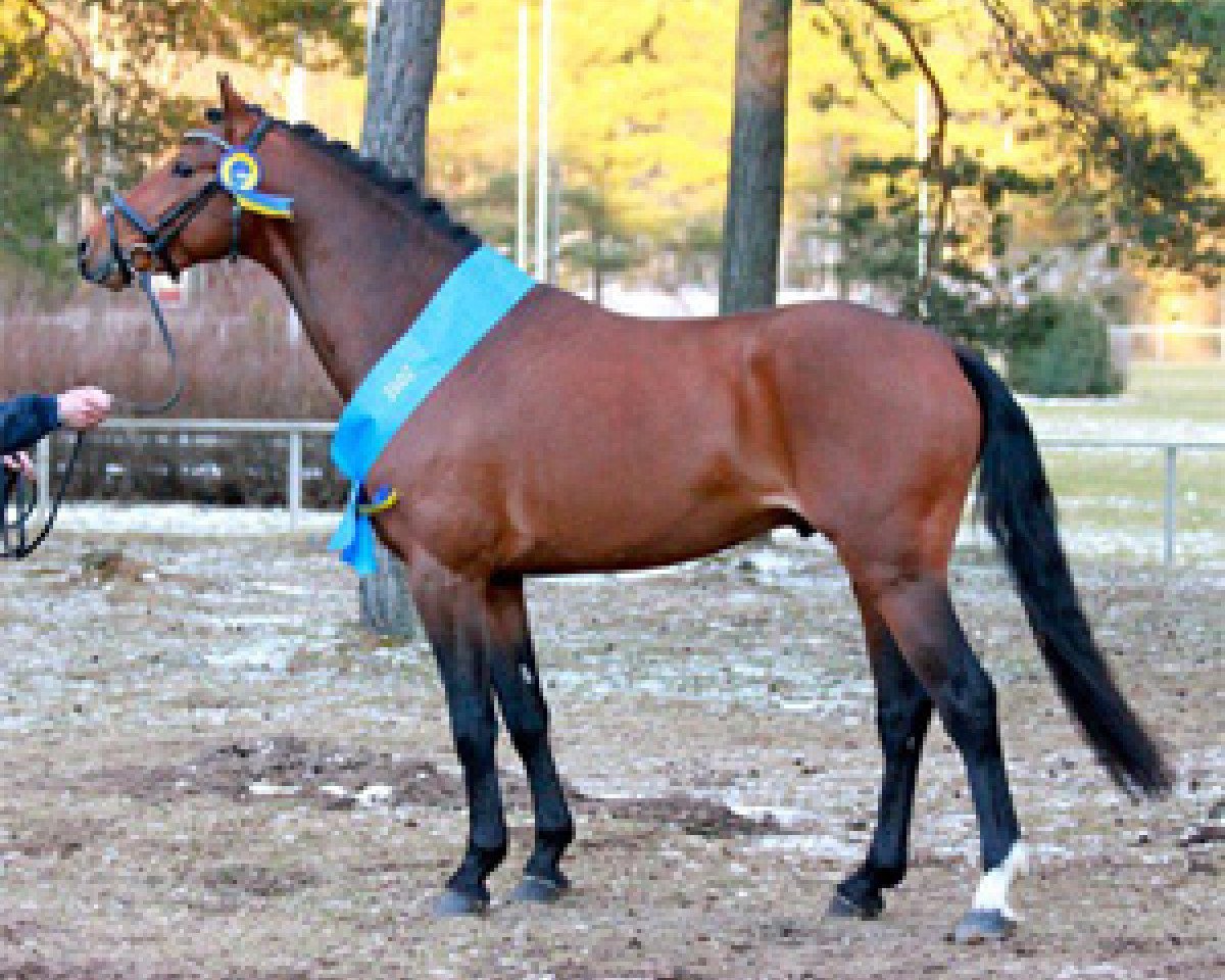Deckhengst Claudius 65 (Schwedisches Reitpony, 2009, von Constantin)