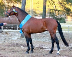 stallion Claudius 65 (Swedish Riding Pony, 2009, from Constantin)