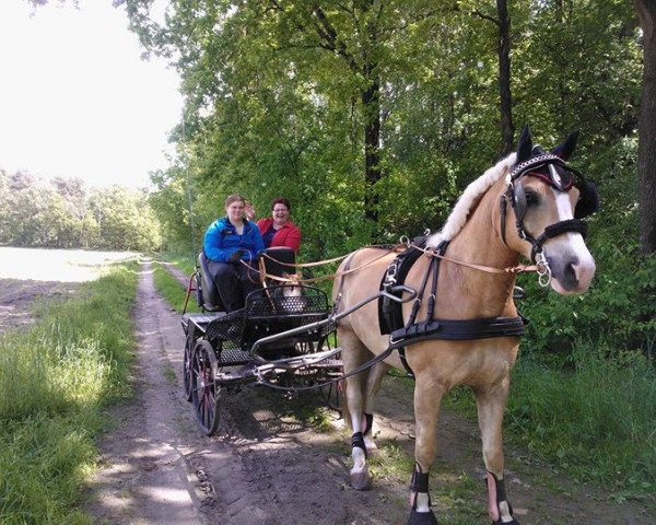 horse Sandro (Haflinger, 2005, from Steven)