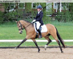 Pferd Buschhof (Deutsches Reitpony, 2005, von Geronimo B)