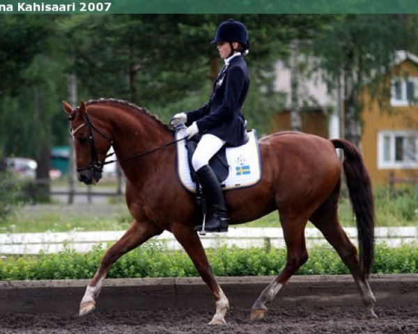 horse Champagner W (German Riding Pony, 1993, from Constantin)