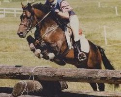 stallion Maytree Sultan (New Forest Pony, 1988, from Frankincense of Vernons)