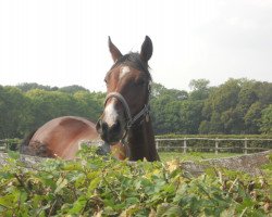 horse Hey little Boy xx (Thoroughbred, 2013, from Adlerflug xx)