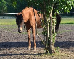 Zuchtstute Vanessa (Deutsches Reitpony, 1988, von Valiant Starlight)