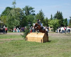 Zuchtstute Mc Marley (New-Forest-Pony, 2009, von Marrondales Macintosh)