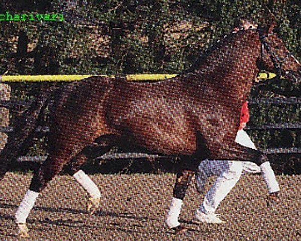 stallion Charivari (Welsh-Pony (Section B), 1999, from Courage)