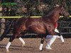 stallion Charivari (Welsh-Pony (Section B), 1999, from Courage)