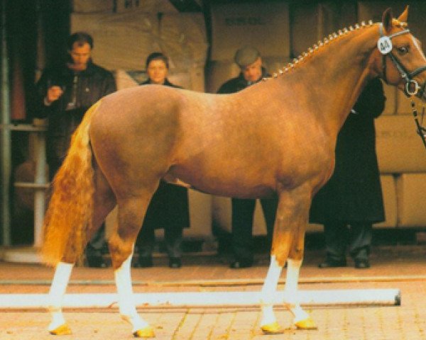 horse Don Philino (German Riding Pony, 2002, from Dressman)