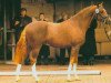 stallion Don Philino (German Riding Pony, 2002, from Dressman)