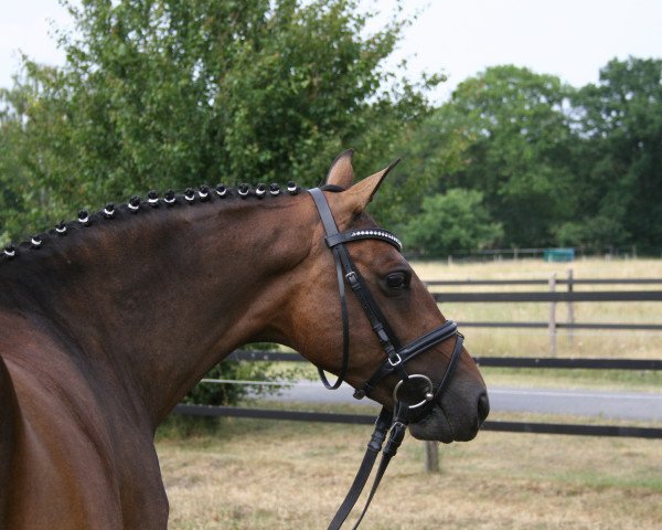 broodmare Bona Dera (German Riding Pony, 2003, from Benedict)