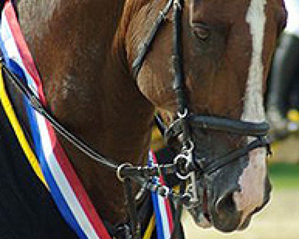 stallion Tsjakka (KWPN (Royal Dutch Sporthorse), 2000, from Lancelot)
