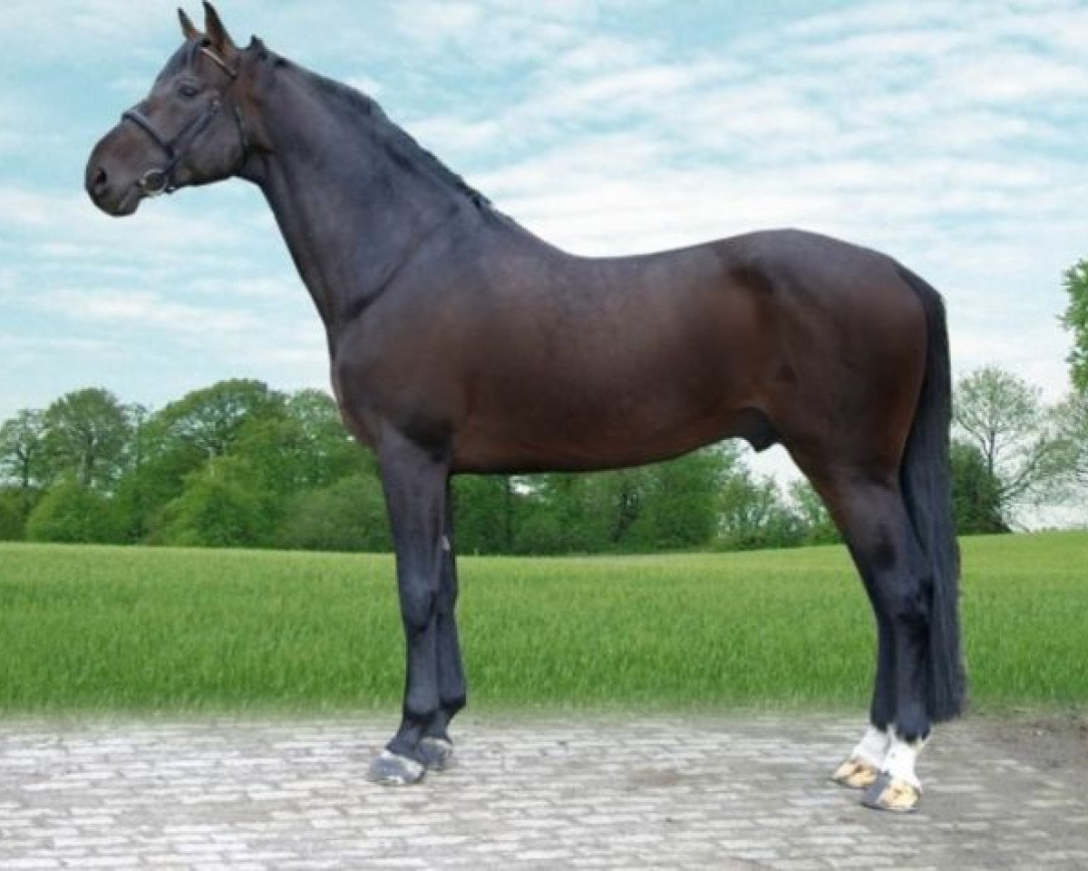 stallion Capo Est (Holsteiner, 1993, from Capitol I)