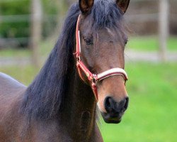 broodmare Mira (Hanoverian, 1992, from Maestro)