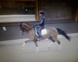 dressage horse All Or Nothing (KWPN (Royal Dutch Sporthorse), 2005, from Prestige)