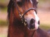 stallion Vechtzicht's Cymro Bach (Welsh mountain pony (SEK.A), 1991, from Springbourne Claret)