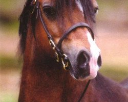 stallion Vechtzicht's Cymro Bach (Welsh mountain pony (SEK.A), 1991, from Springbourne Claret)