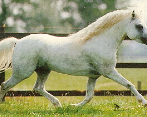 Deckhengst Vechtzicht's Harmony (Welsh Mountain Pony (Sek.A), 1986, von Vechtzicht's Lightfeet)