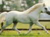 stallion Vechtzicht's Harmony (Welsh mountain pony (SEK.A), 1986, from Vechtzicht's Lightfeet)