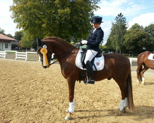 dressage horse Burghof's Delano (German Riding Pony, 2004, from Don't Worry Be Happy)