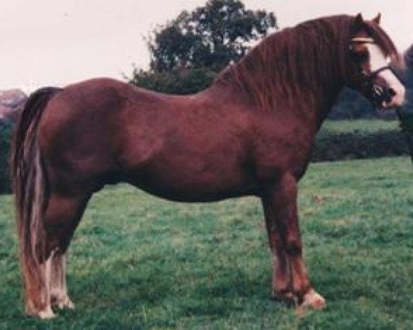 stallion Yaverland Nero (Welsh mountain pony (SEK.A), 1983, from Twyford Gamecock)