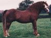 Deckhengst Yaverland Nero (Welsh Mountain Pony (Sek.A), 1983, von Twyford Gamecock)