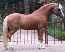 horse Rötgers Siemen (Welsh mountain pony (SEK.A), 2002, from Ceulan Simwnt)