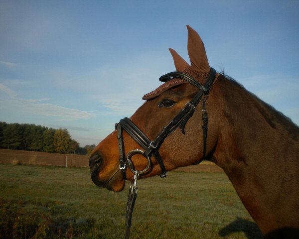 broodmare Blue Zin xx (Thoroughbred, 2000, from Zinaad xx)