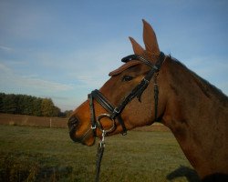 broodmare Blue Zin xx (Thoroughbred, 2000, from Zinaad xx)