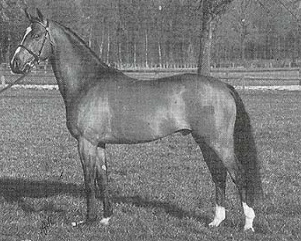 stallion Highmead Duty Free (Welsh Partbred, 1996, from Small-Land Mambrino)