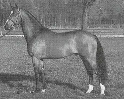 Deckhengst Highmead Duty Free (Welsh Partbred, 1996, von Small-Land Mambrino)