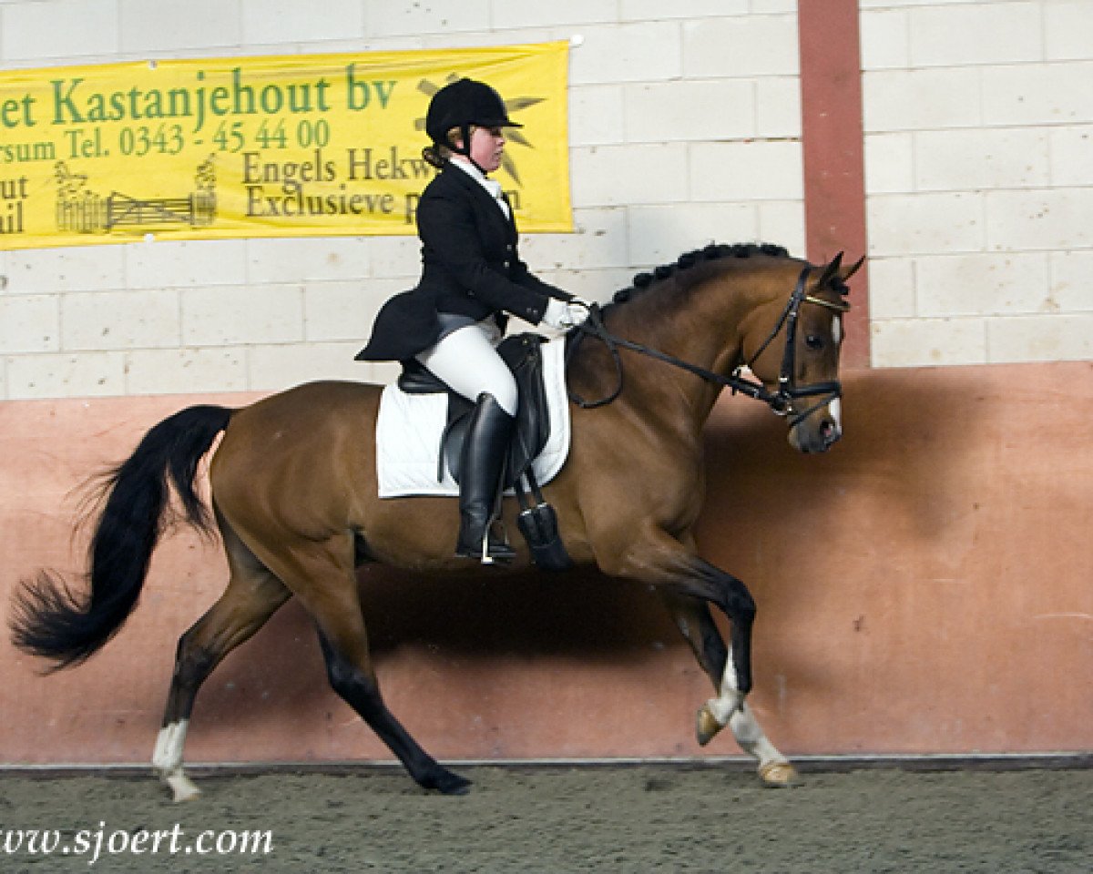 stallion De Goede Ree Now or Never (Nederlands Welsh Ridepony, 2000, from Highmead Duty Free)