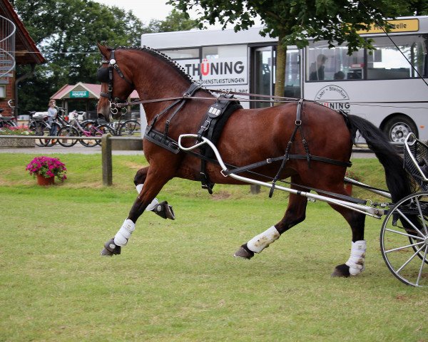 dressage horse Alice 339 (Friesian-Mix, 2002)