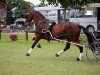 dressage horse Alice 339 (Friesian-Mix, 2002)