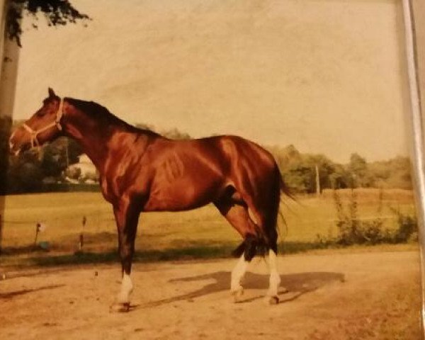 Pferd Bob Air Bai (Selle Français, 1989, von Muguet du Manoir)