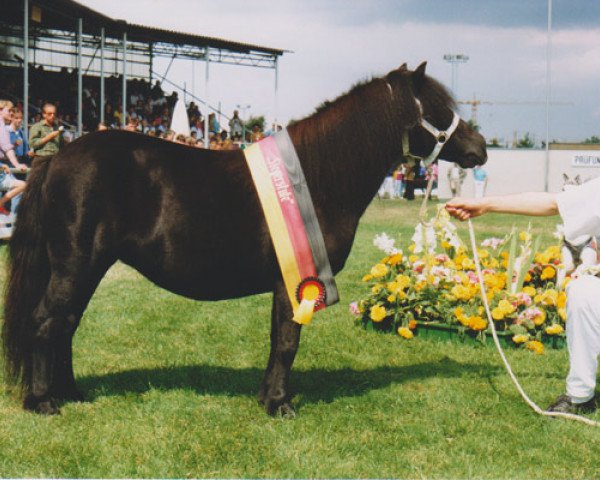 Zuchtstute Stelstar (Shetland Pony, 1986, von Oberon van Stal Volmoed)