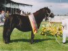 Zuchtstute Stelstar (Shetland Pony, 1986, von Oberon van Stal Volmoed)