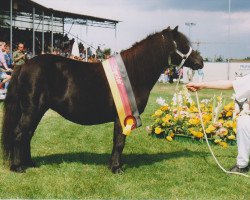 Zuchtstute Stelstar (Shetland Pony, 1986, von Oberon van Stal Volmoed)