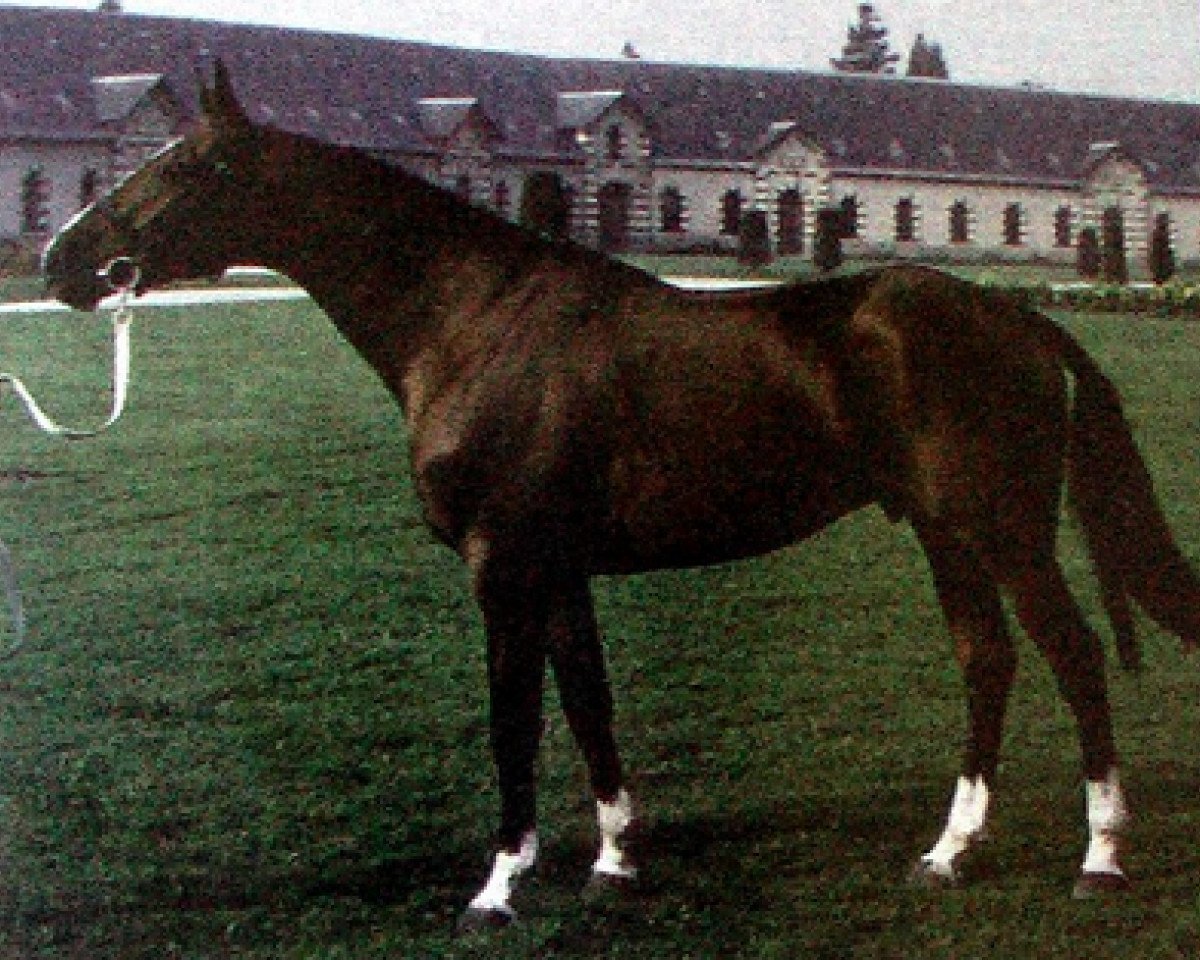 stallion Igor de Vauptain (Selle Français, 1974, from Cor de Chasse)