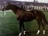 stallion Igor de Vauptain (Selle Français, 1974, from Cor de Chasse)