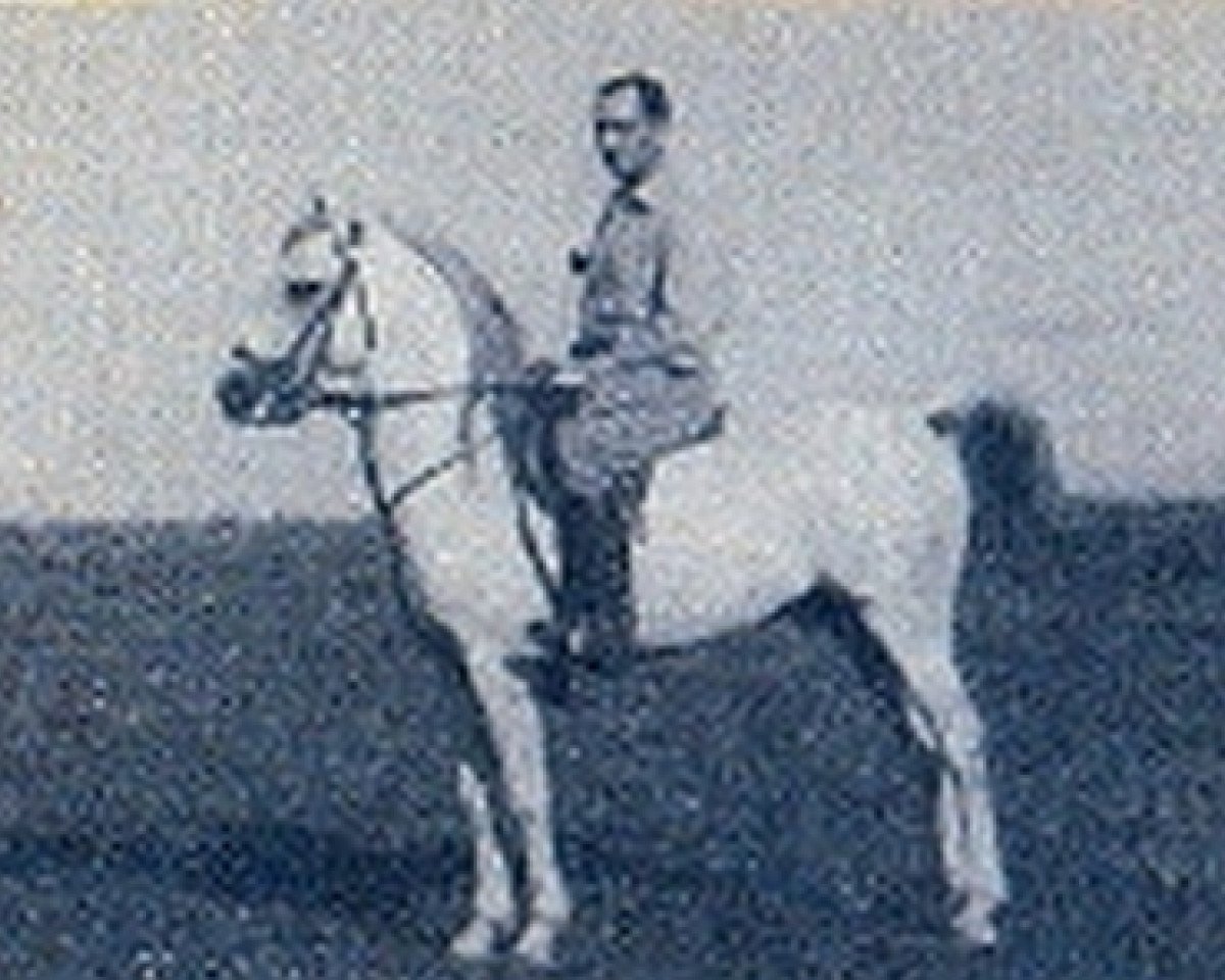 stallion Tetuan ox (Arabian purebred, 1938, from Gandhy ox)