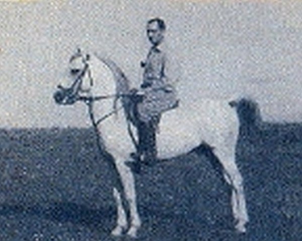 stallion Tetuan ox (Arabian thoroughbred, 1938, from Gandhy ox)