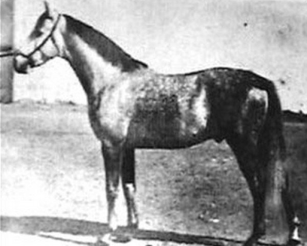 stallion Fondak ox (Arabian thoroughbred, 1920, from Korosko 1907 DB)
